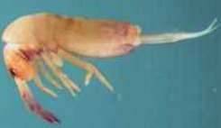 世上最小的微生物历史图片