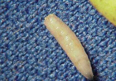 世上最小的微生物历史图片