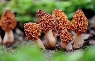 世界上最吓人的植物历史图片