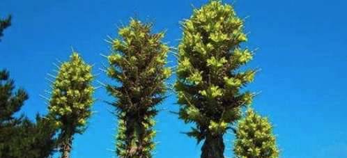世界上最恐怖的植物历史图片