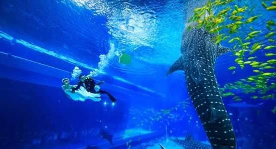 最大的水族馆历史图片