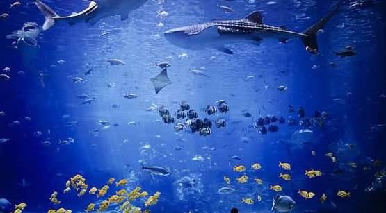最大的水族馆历史图片