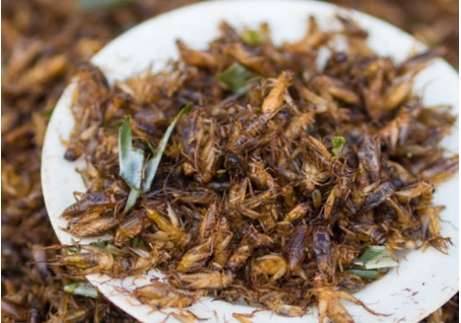 世界上最奇怪的十大食物 肉食当真是吃不下历史图片