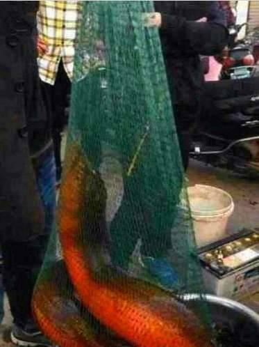 黄鳝历史图片