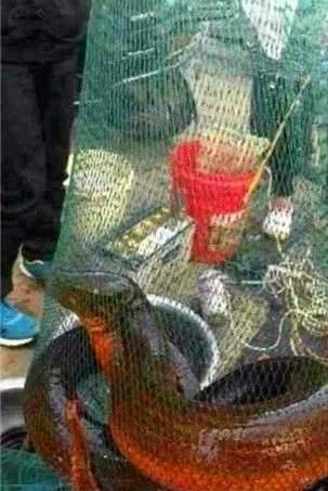 黄鳝历史图片