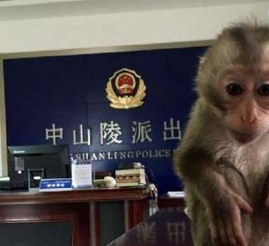 最珍稀的猴子历史图片
