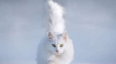 长毛猫历史图片