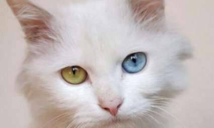 长毛猫历史图片