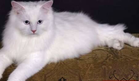 长毛猫历史图片
