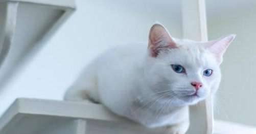 长毛猫历史图片