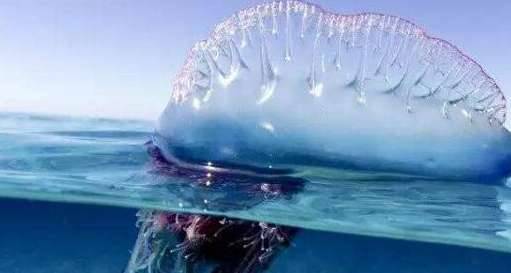 水母历史图片