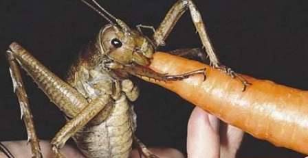 昆虫历史图片