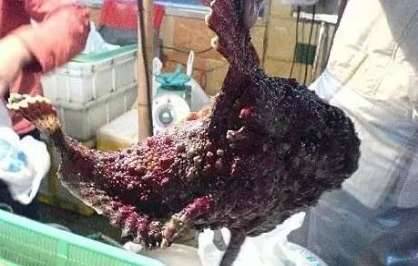 世界上最毒的六种生物 看着很美却身怀剧毒历史图片