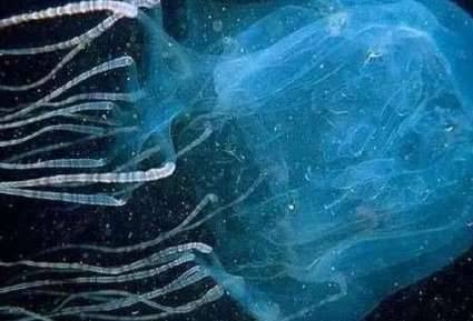 世界上最毒的六种生物 看着很美却身怀剧毒历史图片