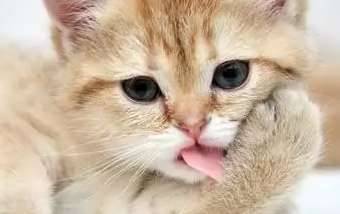 鸡蛋煮的时间越长越好？猫为什么舔自己？历史图片