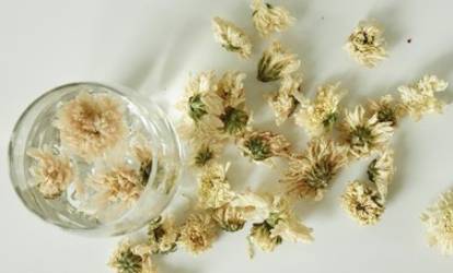 菊花茶的功效与作用历史图片