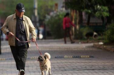 为什么丁克家庭喜欢养宠物？养宠物有哪些好处？历史图片