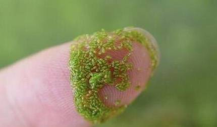 芜萍历史图片