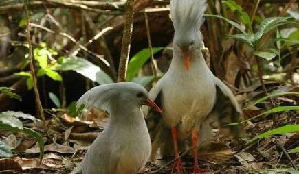 鹭鹤历史图片