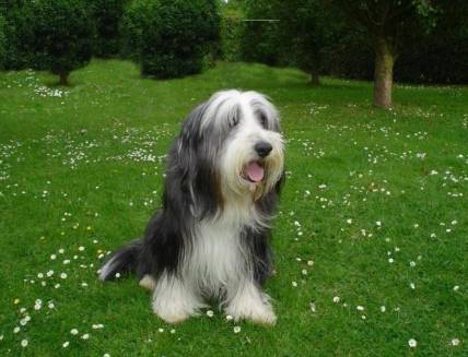 长须牧羊犬历史图片