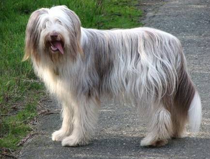 长须牧羊犬历史图片