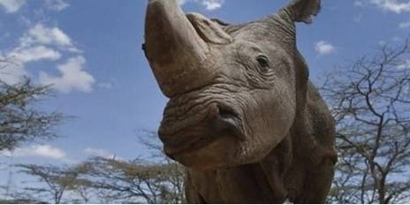 盘点十大濒危动物历史图片
