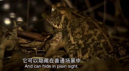 非洲胎生蟾蜍历史图片