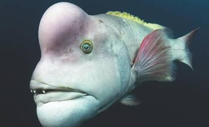 盘点十大长得很随意的海洋生物历史图片