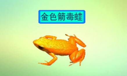 金色箭毒蛙历史图片