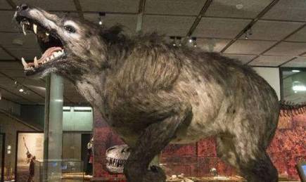 驴头狼历史图片