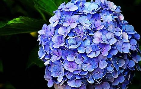 绣球花历史图片