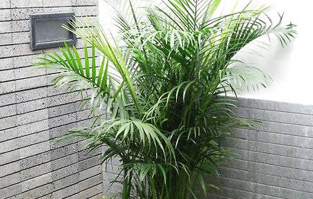 凤尾竹历史图片