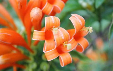 炮仗花历史图片
