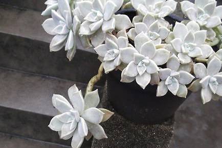 宝石花历史图片