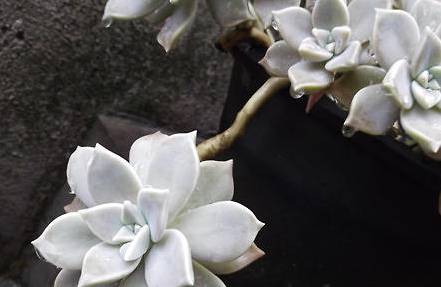 宝石花历史图片