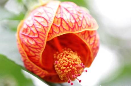 金铃花历史图片