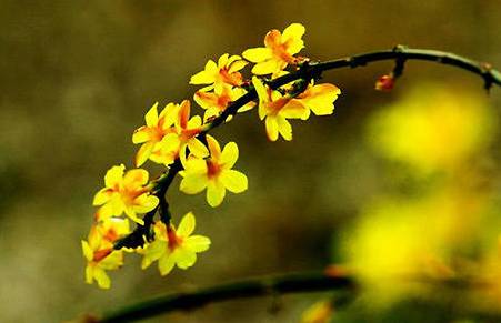 迎春花历史图片