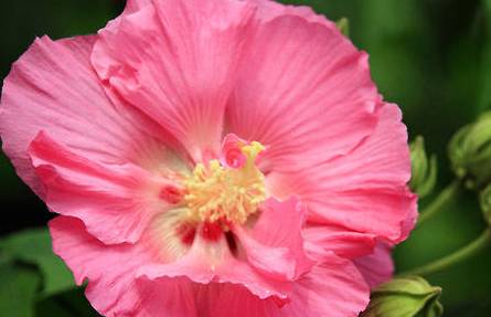 木芙蓉历史图片