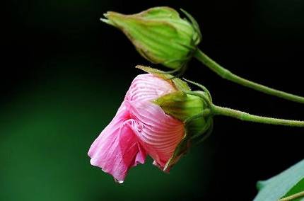 木芙蓉历史图片
