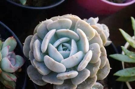 鲁氏石莲花历史图片