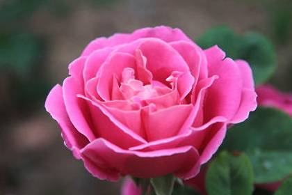 月季花历史图片