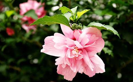 木槿历史图片