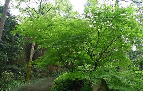 青枫历史图片