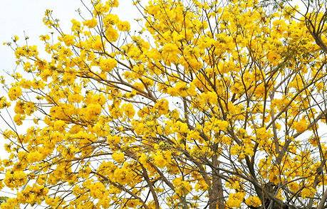 黄花风铃木历史图片