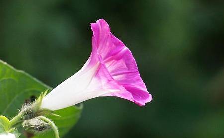 牵牛花历史图片