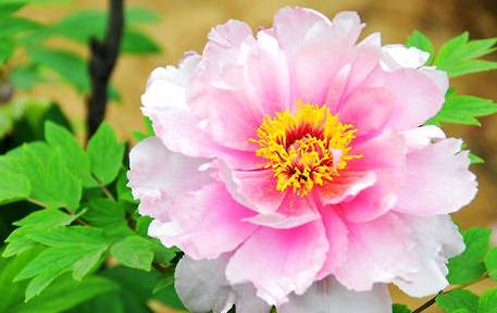 牡丹花历史图片