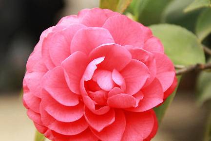 山茶花历史图片
