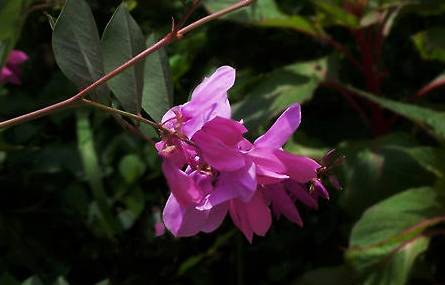 花木蓝历史图片