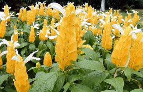 金苞花历史图片