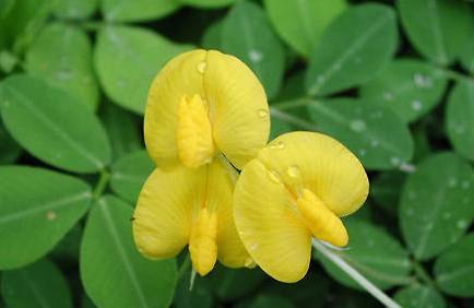 蔓花生历史图片